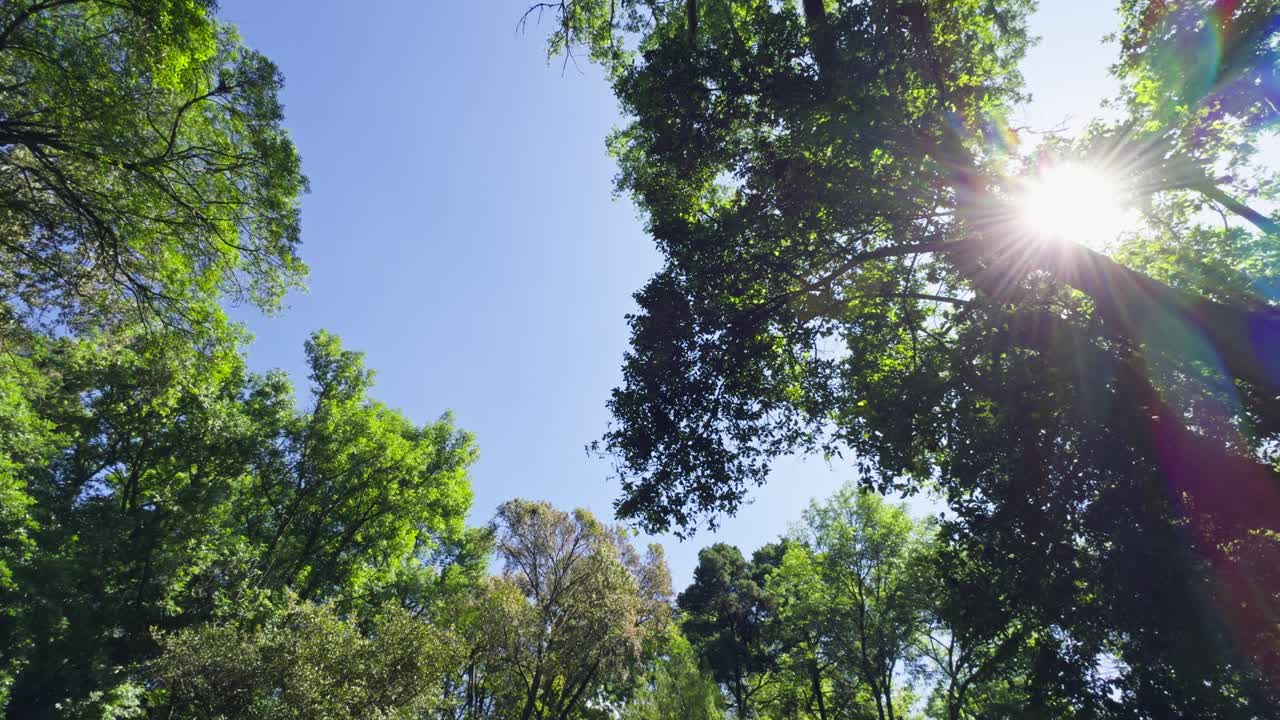 La telecamera si muove a spirale verso l'alto attraverso le foglie verdi, rivelando il sole splendente in un cielo blu limpido.