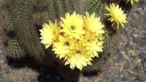 cacti with yellow flowers and bees