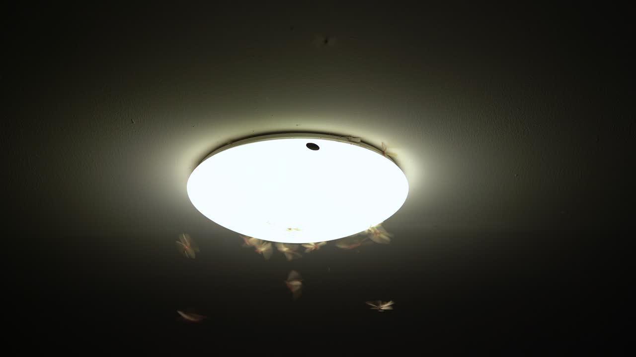 Termite alates flying ceiling light after the rains.