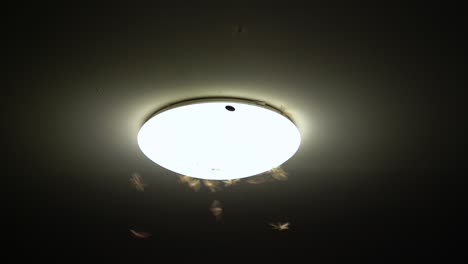termite alates flying ceiling light after the rains.