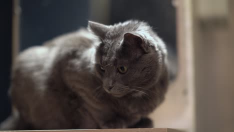 domestic gray cat with eyes wide open sitting on nightstand.