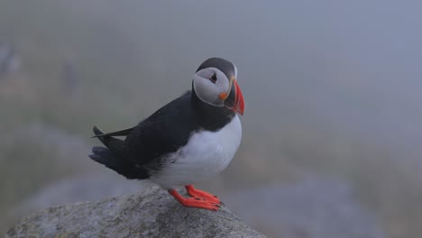 puffin on a rock in a misty landscape