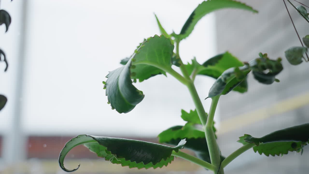 Close up view of fresh vibrant green hellebore leaves by frosted window softly backlit by winter light, blurred serene background, delicate sprouting details softly illuminated by diffused light