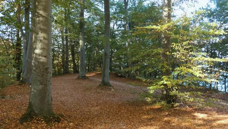 trees grow out of a carpet of autumnal leaves