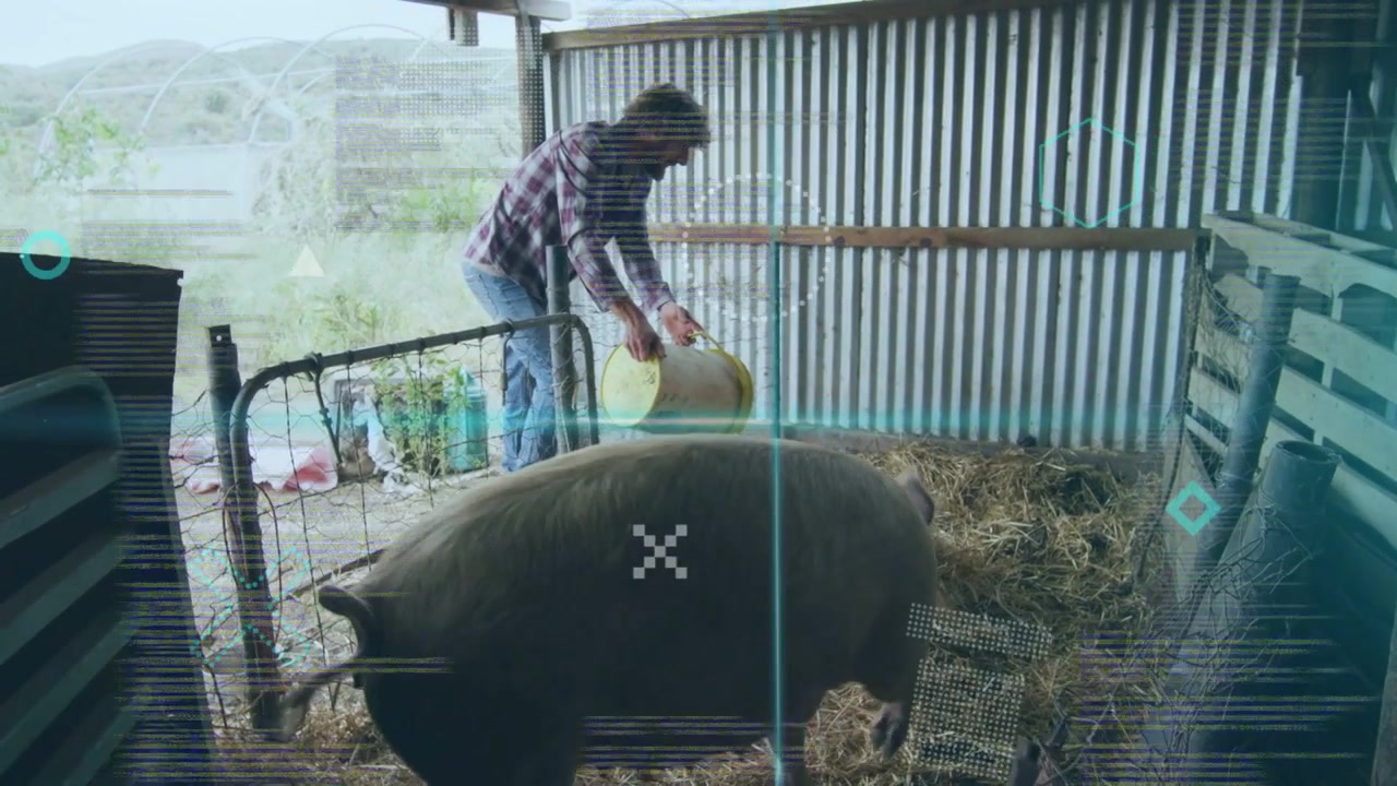 Contadino che inclina un secchio giallo, versando mangime in una mangiatoia per nutrire un maiale, con un HUD che traccia il flusso del mangime.