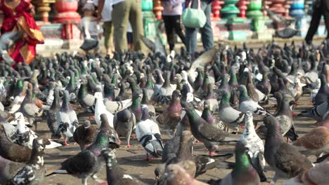 Entrance-to-Batu-Caves-in-Kuala-Lumpur-with-many-pigeons