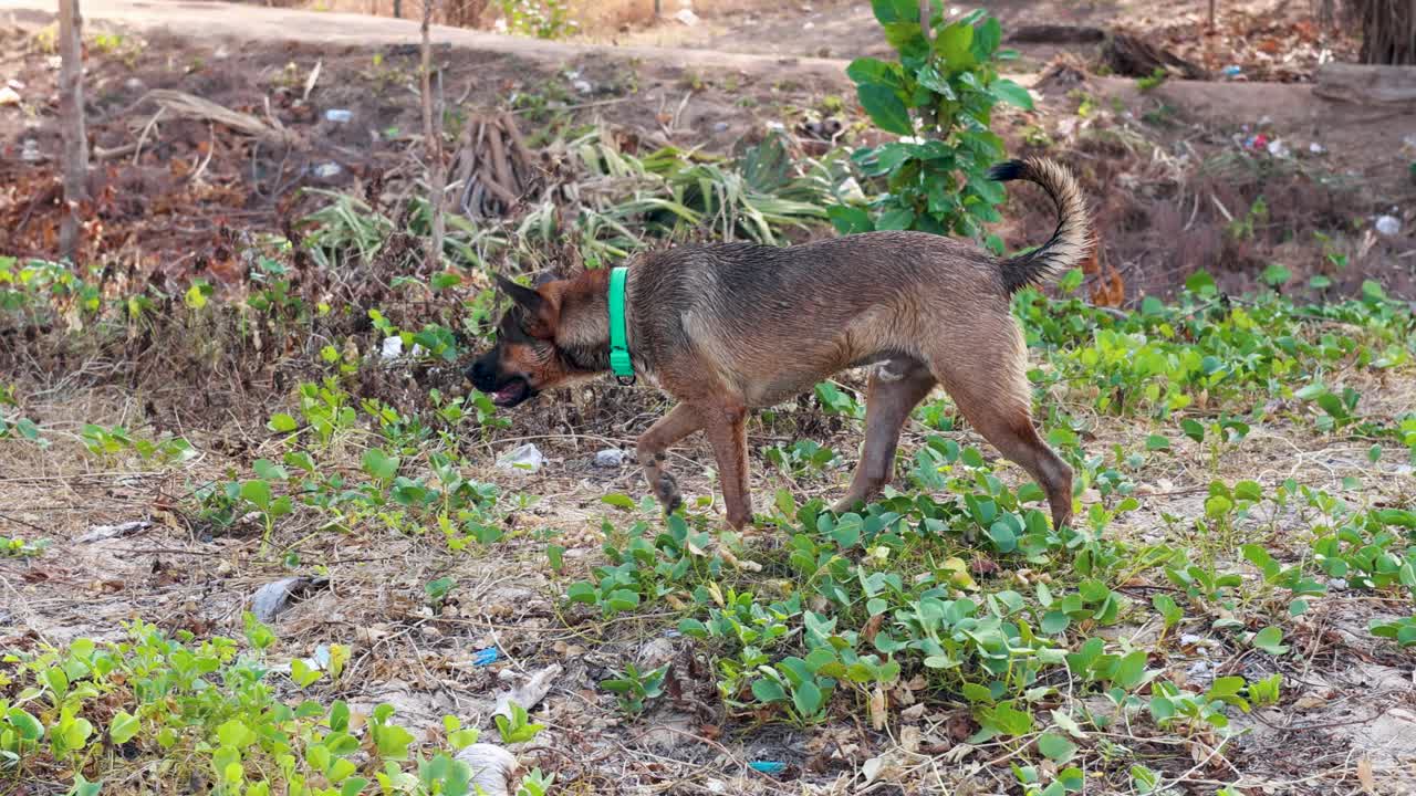 A dog with a collar walks through lush vegetation in Phuket, Thailand, under natural daylight, captured in a steady shot