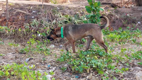 a dog with a collar walks through lush vegetation in phuket, thailand, under natural daylight, captured in a steady shot
