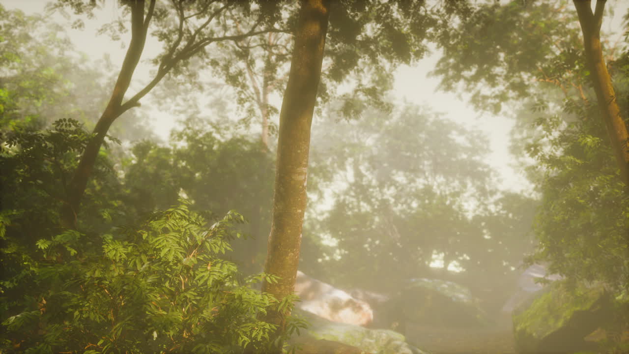 bosque soleado temprano en la mañana