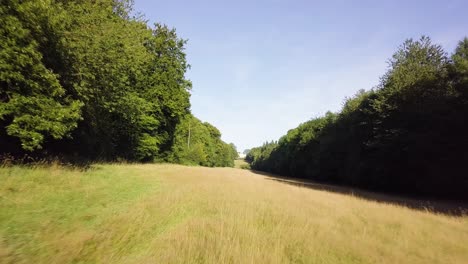 Fast-moving-shot-along-the-ground-over-long-grass-between-rows-of-trees