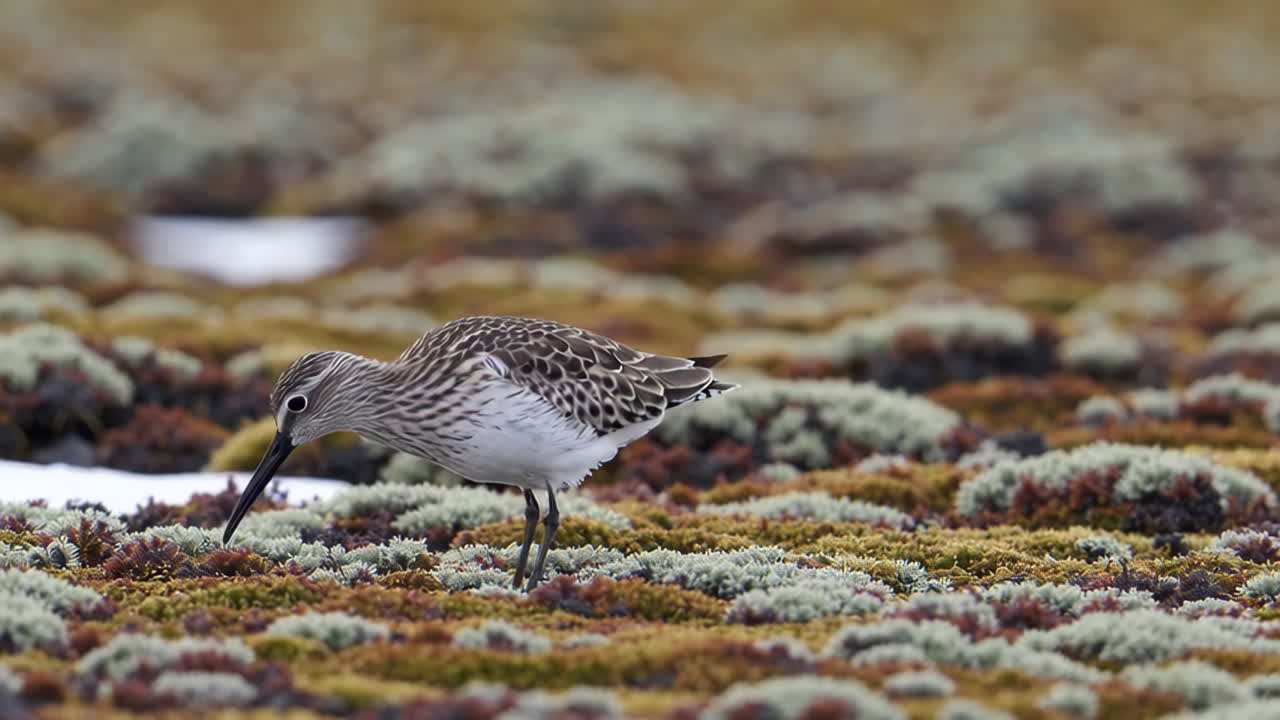 Arctic Sandpiper in Tundra Landscape