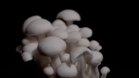 closeup of a group of beech mushrooms slowly rotating on a black background