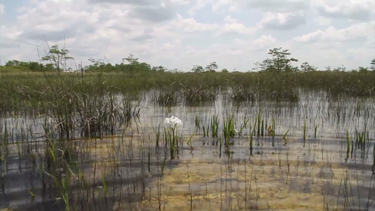 플로리다 에버글레이즈에서 자라는 쏘우그래스