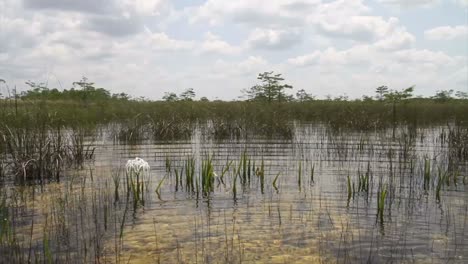 Sägegras-Wächst-In-Den-Everglades-Von-Florida