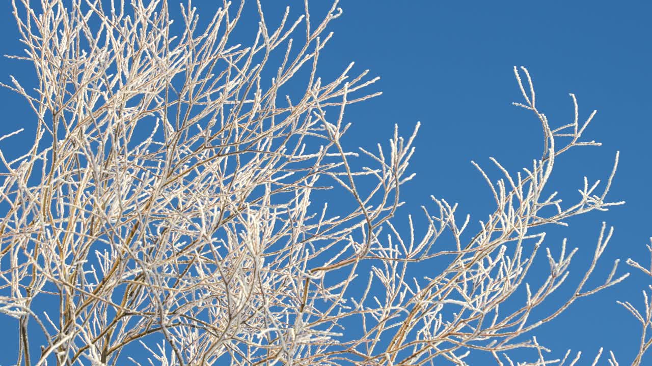 Close-up of frosty branches in cold Scandinavia. Winter wonderland scenery
