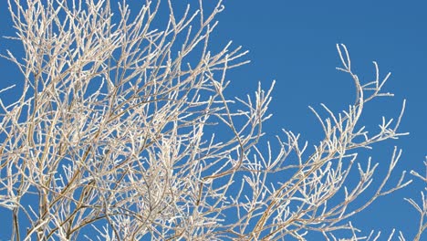 close-up of frosty branches in cold scandinavia. winter wonderland scenery