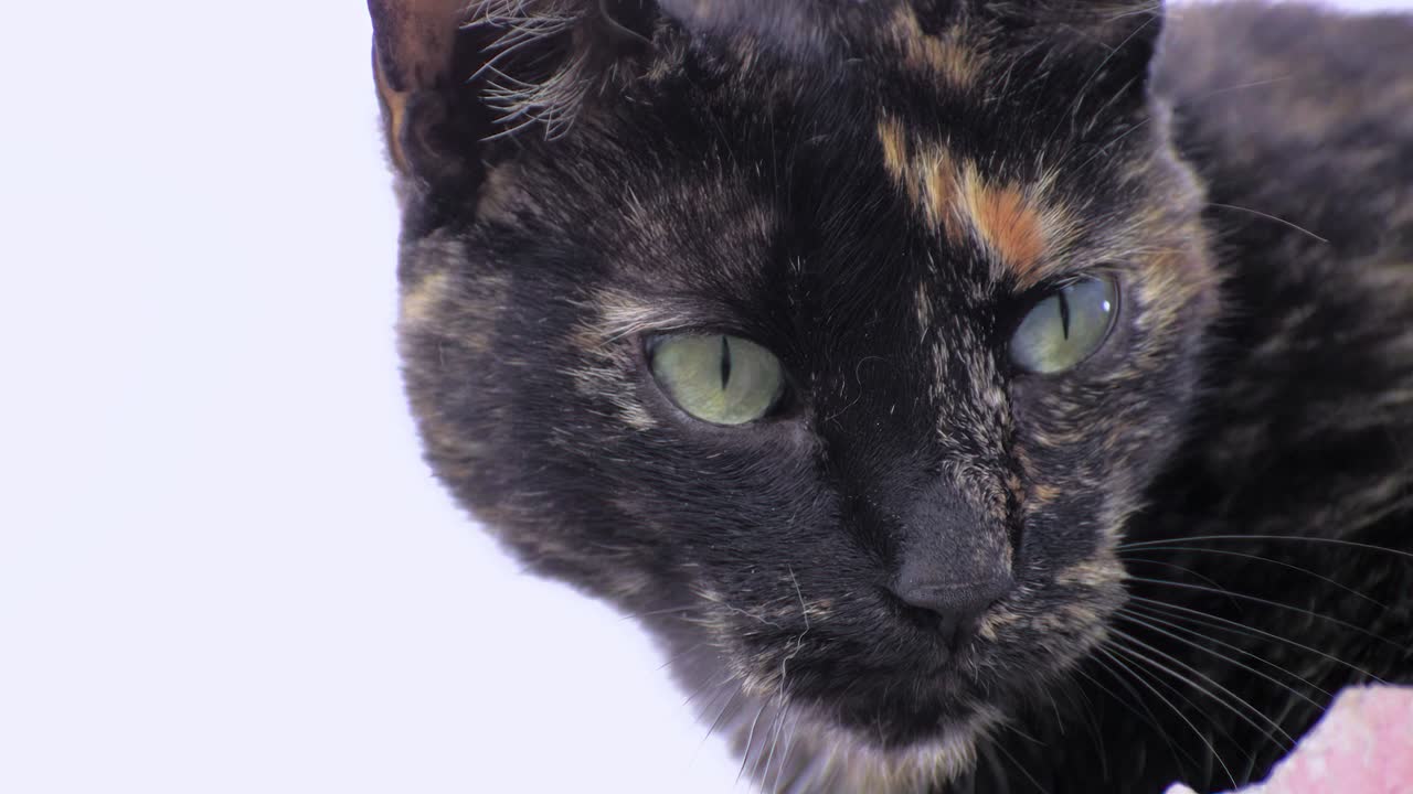 날카로운 눈을 가진 귀여운 작은 고양이