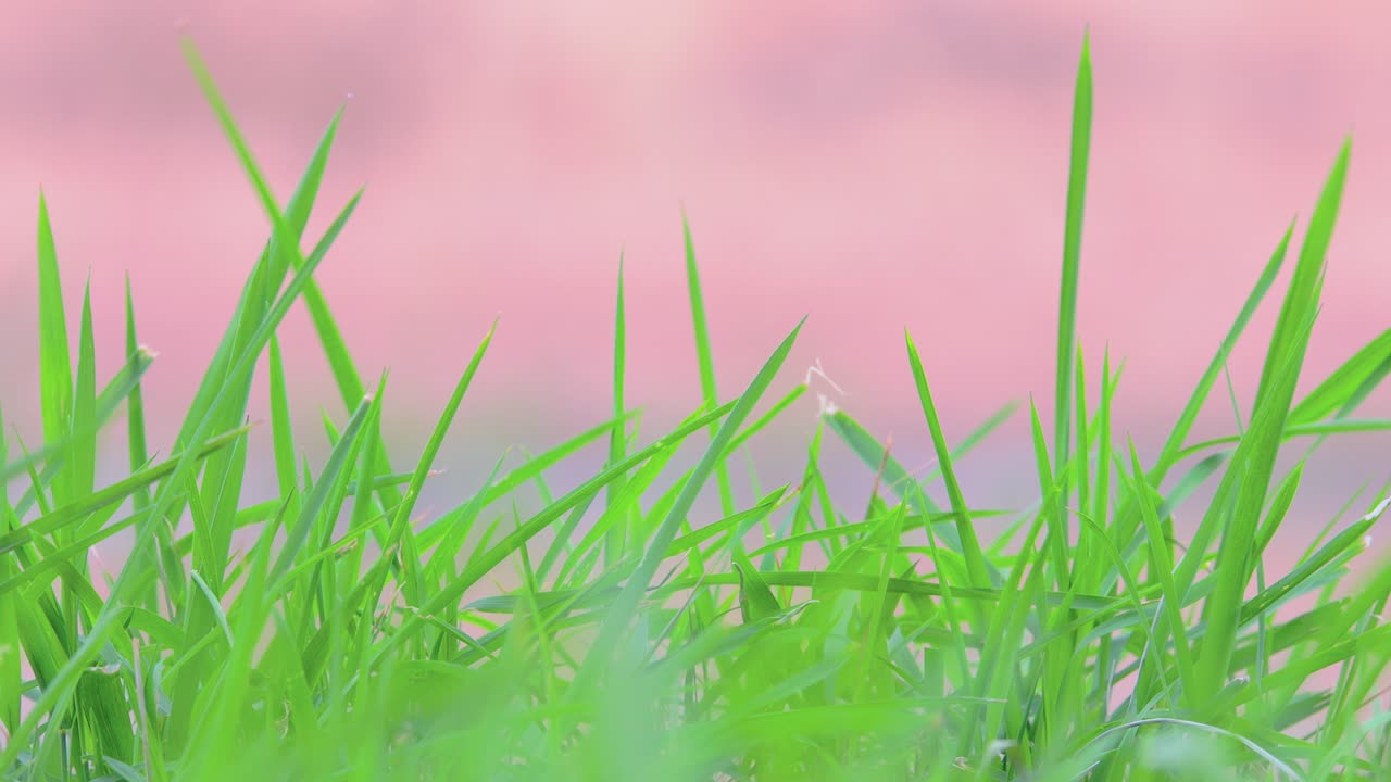 Slo mo nature background: Green grass CU with pink bokeh beyond