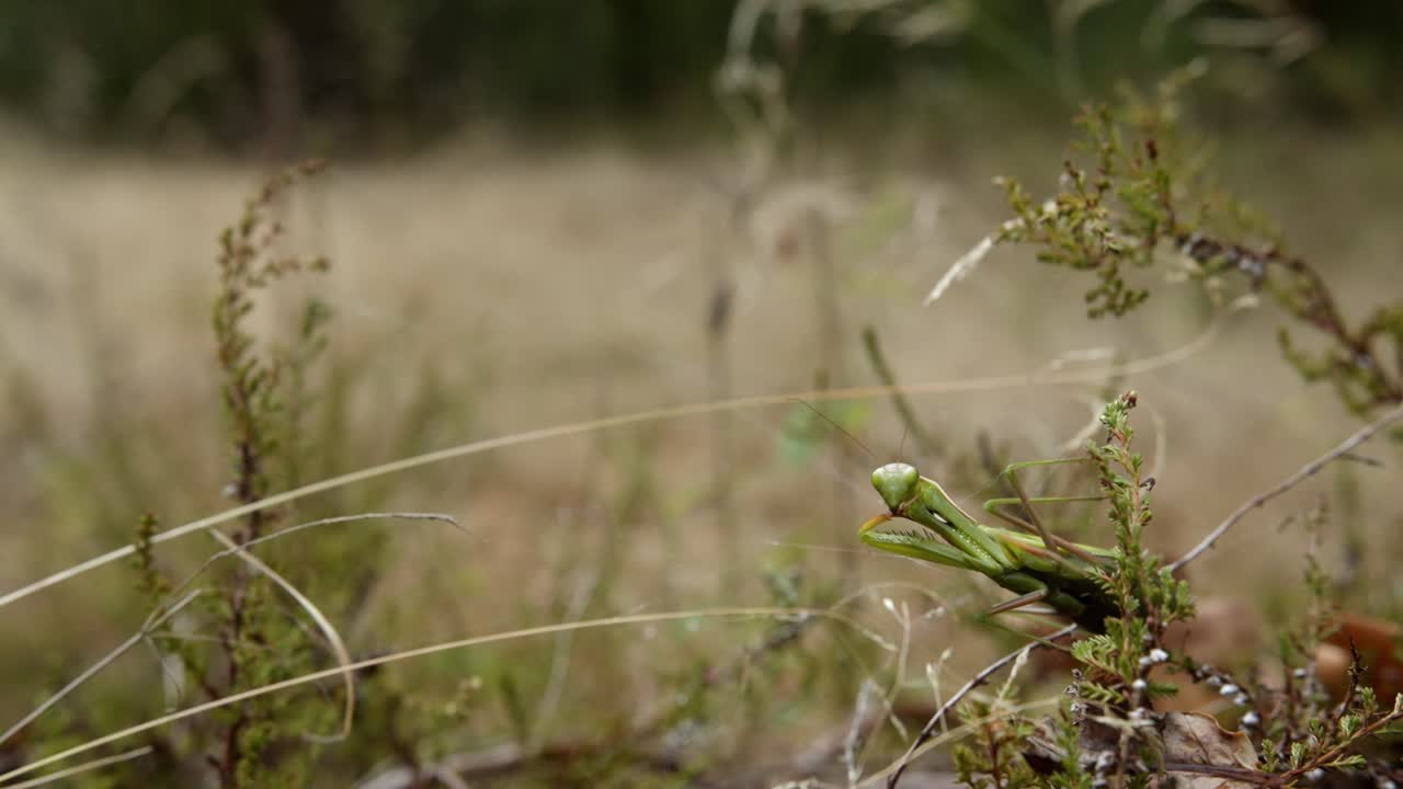 Praying Mantis Resting On A Plant Disturbed By A Man Running In The Field In The Background
