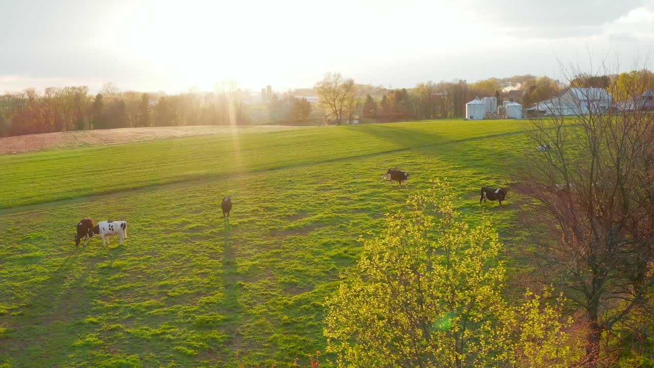 Aerial approach of herd of cattle