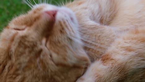 close up of head of orange - red haired cat lying in the grass performing its cleaning by licking its arm, paw and ear