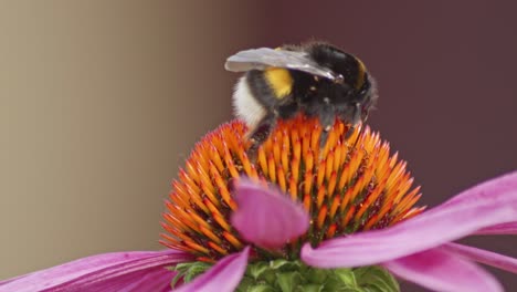 A-macro-closeup-shot-of-a-bumble-bee-on-a-purple-cone-flower-searching-for-nectar