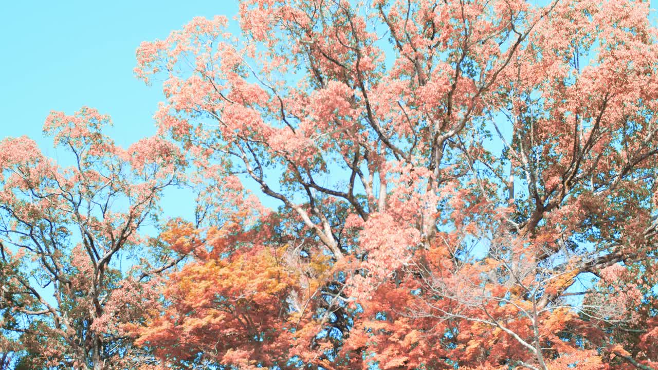 Blue skies and tall trees with orange leaves in the autumn season in Kyoto, Japan slow motion 4K