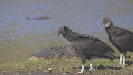 alligator laying on river bank with two vultures walking by in florida