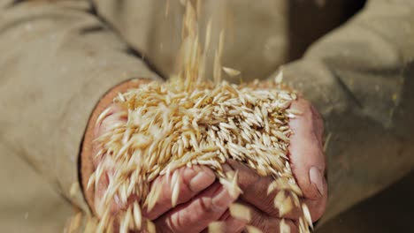 Der-Bauer-Inspiziert-Seine-Ernte,-Indem-Er-In-Seinen-Händen-Reife-Hafersamen-Hält.-Während-Hafer-Als-Haferflocken-Und-Haferflocken-Für-Den-Menschlichen-Verzehr-Geeignet-Ist,-Wird-Er-Am-Häufigsten-Als-Viehfutter-Verwendet.