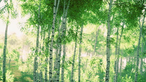 summery birch grove during a foggy sunrise