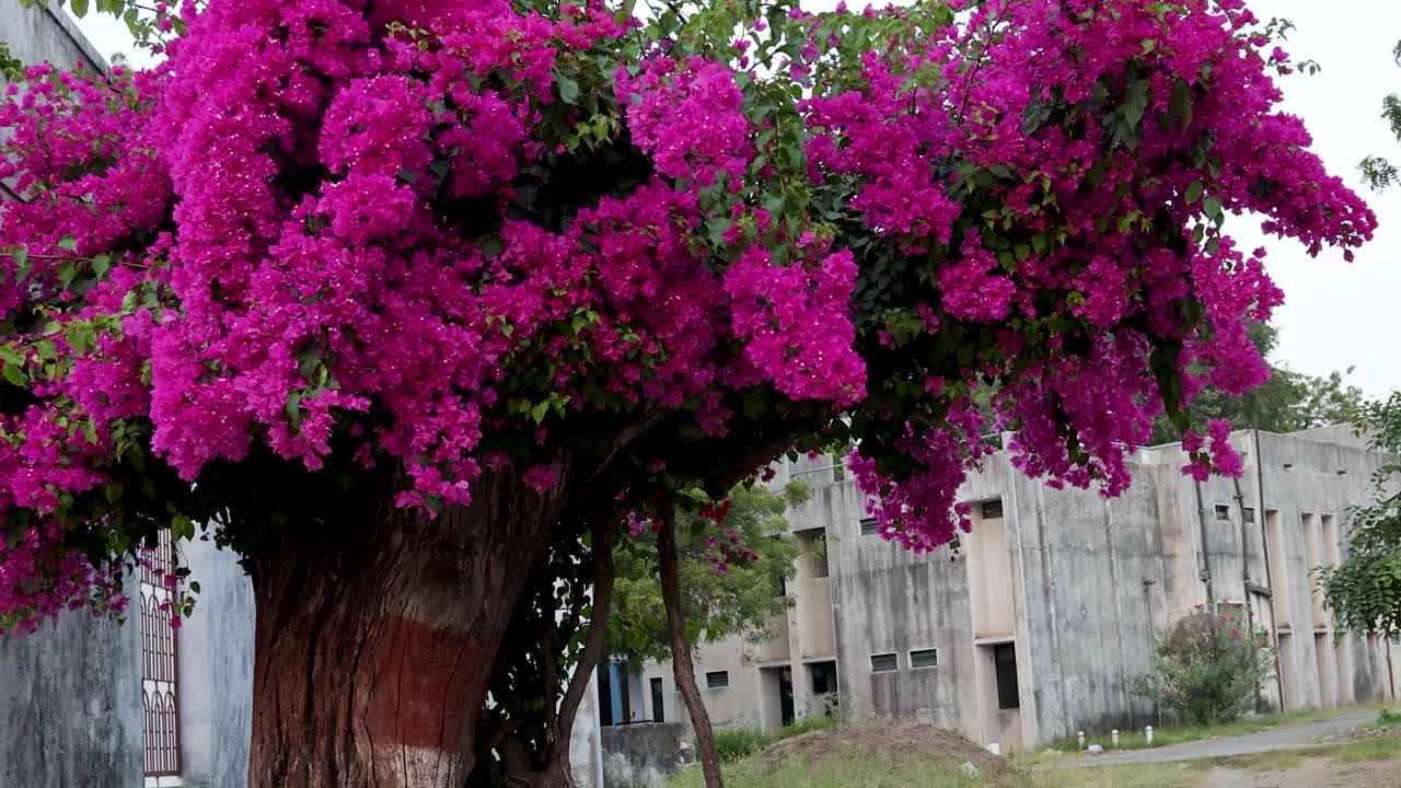부겐빌라 글라브라 (bougainvillea glabra) 꽃나무는 낮에 분홍색 꽃을 피운다.