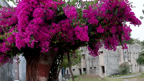 bougainvillea glabra flower tree with pink flowers at day