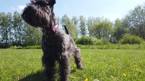 miniature schnauzer sniffing the wind