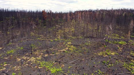 black dead vegetation after forest fire, green fresh bushes, aerial