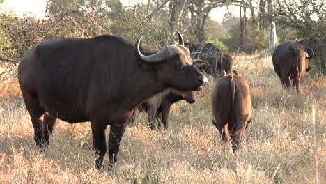 Close-view-of-African-cape-buffalo-grazing-on-grass-on-sunny-morning