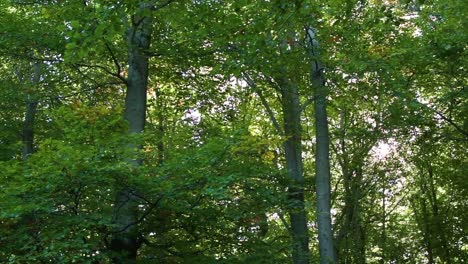 view of tall trees with green leaves in the montseny forest while the camera moves to the left