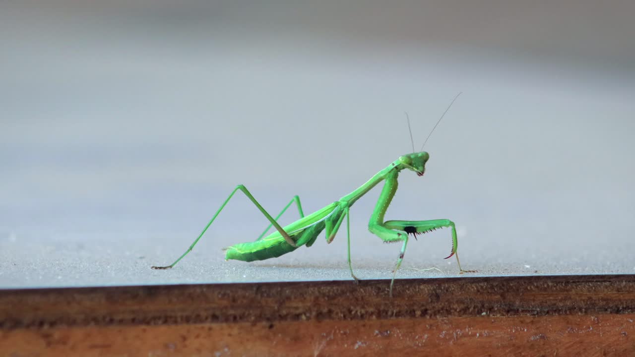 Mantide religiosa verde che si muove lentamente sulla tavola, primo piano, di giorno, Maffra, Gippsland, Victoria, Australia.