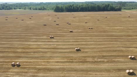 rural field with round stacks of straw collected in rolls after combine aerial