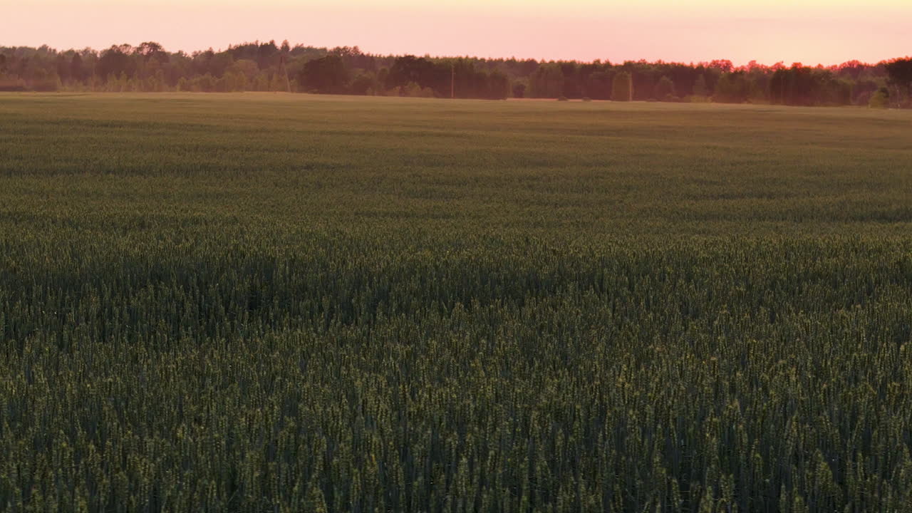 Agricultural Crop Of Wheat At Sunset In The Countryside Of Latvia. Aerial Drone Shot