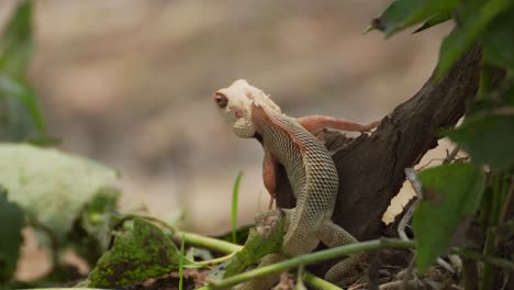 Lagarto-De-Jardín-Indio-Mirando-Detrás-Del-árbol