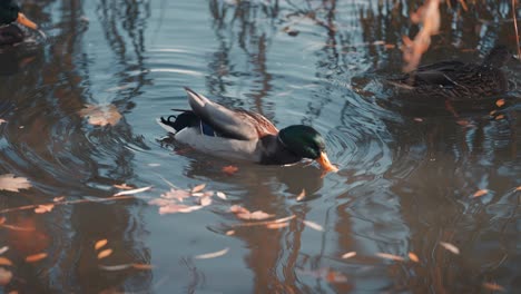 a couple of mallard ducks swim in the pond, foraging for food