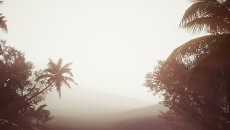 Tropical-Palm-Rainforest-in-Fog