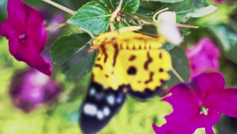 False-tiger-moth-crawling-on-blossoming-flower,-then-flying-away