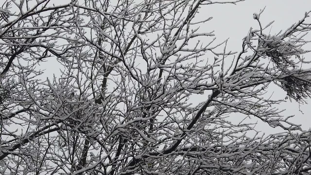 나뭇가지와 나뭇잎이 눈으로 뒤덮이는 것과 같은 고해상도 세부 사항으로 숲의 눈보라