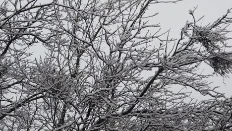 snowstorm in the forest, in high resolution details like branches and leaves getting covered in snow
