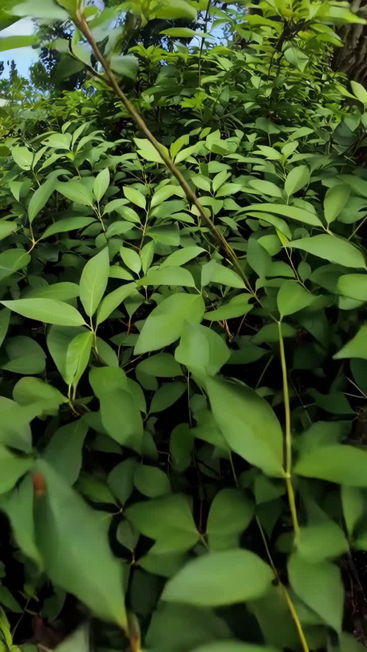 Close-up view of green leaves and a water droplet
