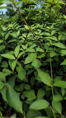 Close-up view of green leaves and a water droplet