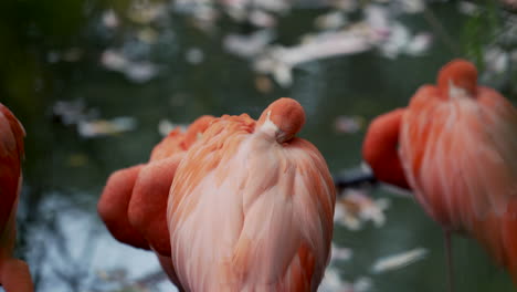 hermosos pájaros en el zoológico - flamencos caribeños durmiendo con cuellos doblados escondidos en sus alas - el otro flamingo ocupado acicalándose doblando su largo cuello - tiro cerrado