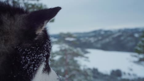 Nahaufnahme-Des-Gesichtes-Des-Alaskan-Malamute-Mit-Schnee-Auf-Seinem-Fell