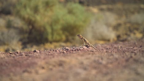 tiro de lagarto del desierto mirando alrededor 01